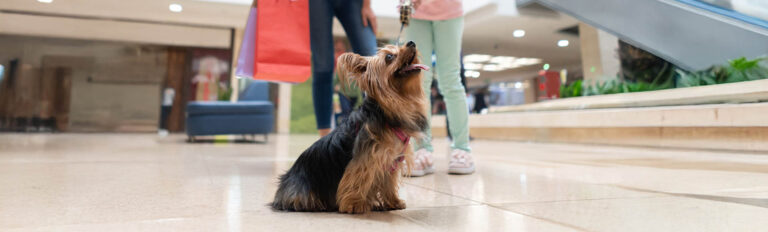 ¡Ahora puedes venir con tus mascotas!